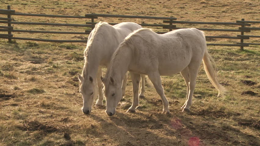 Two white horses grazing in the meadow