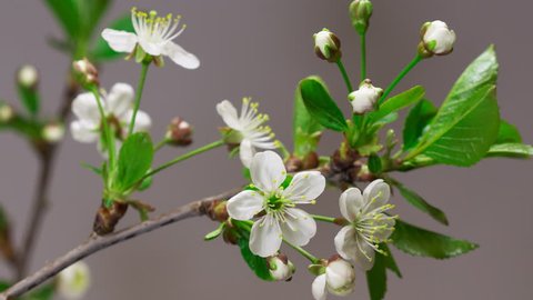 Cherry flowers blossoming time-lapse - macro blossom grow closeup - Closeup of green twig with cherry flowers blossom on gray background
