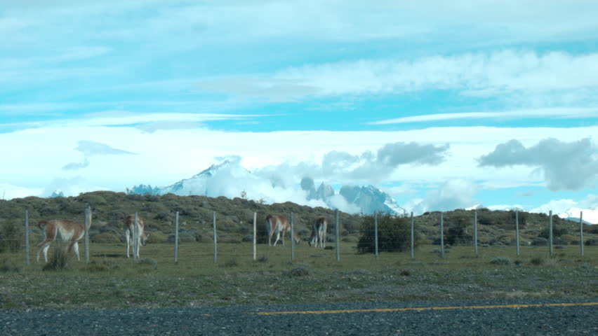 TORRES DEL PAINE AND GUANACOS