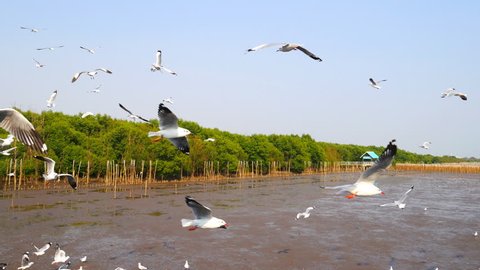 4k of Seagulls circling above the mangrove forest at Bang Pu Samut Prakan , Thailand