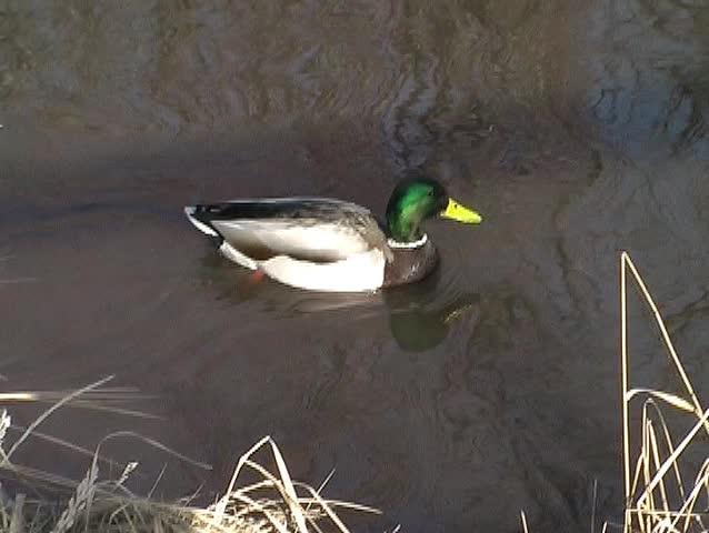 Diving Duck