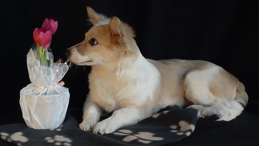 Puppy sniffing a flower in a pot, bored and yawning.