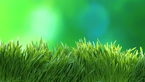 Beautiful Green Grass nature background over blurred backdrop. 4k UHD video footage. Ultra high definition 3840X2160