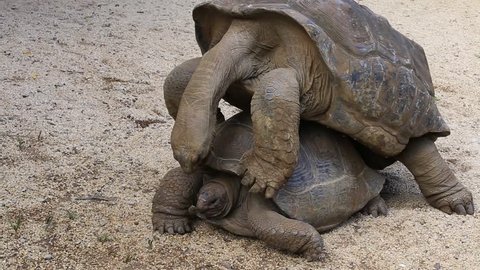 Two giant turtles, dipsochelys gigantea making love in La Vanille Nature Park, island Mauritius. Copulation is a difficult endeavour for these animals, as the shells make mounting extremely awkward