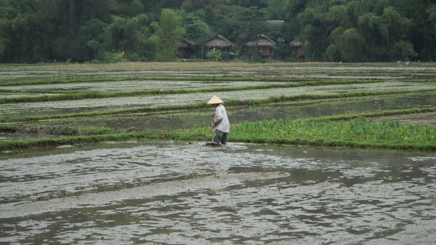 rice-growing-in-asia-a-stock-footage-video-100-royalty-free