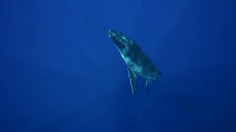 Humpback whales, mother and calf in clear blue water