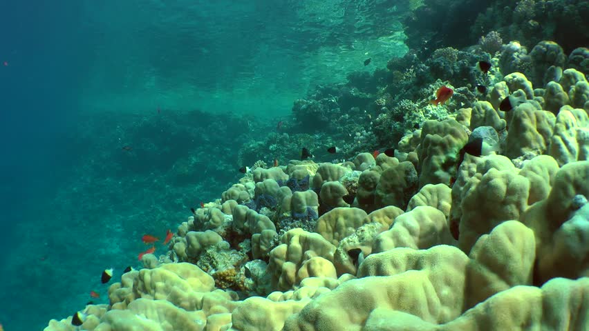 Many Bicolor Damselfish (chromis Dimidiata) Stock Footage Video (100%