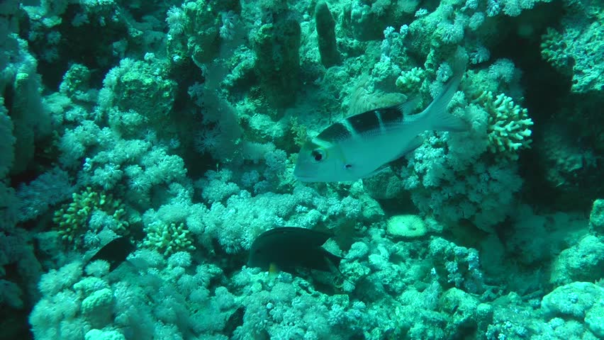 Young Humpnose big-eye bream (Monotaxis grandoculis) swims on the background of the reef, then leaves the frame, wide shot.