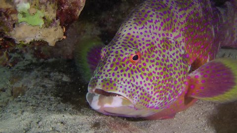Lyretail Grouper (Variola louti) stands under a rock, close up.