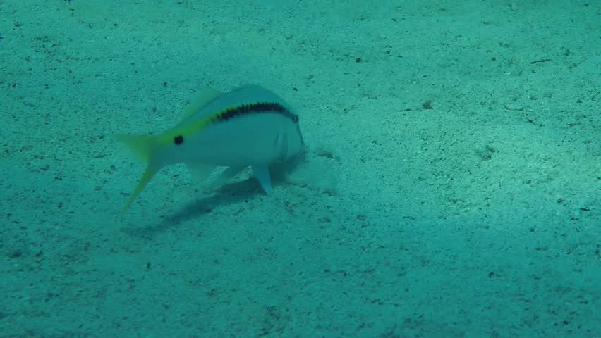 Red Sea goatfish (Parupeneus forsskali) is looking for food on a sandy bottom, medium shot. | Shutterstock HD Video #24719738