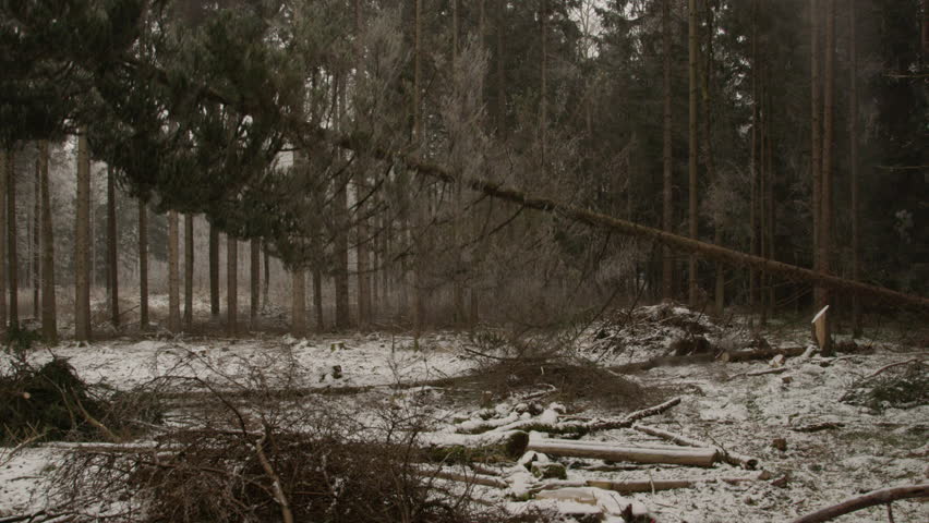Falling Ttree Stock Video Footage - 4K and HD Video Clips | Shutterstock