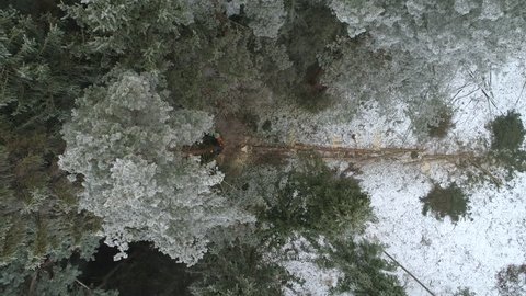 AERIAL: Fellers woodchopping spruce and pine trees covered with snow frosts in beautiful forest in the wintertime. Lumberjacks logging wood, felling tall spruces. Trees falling as being cut by loggers