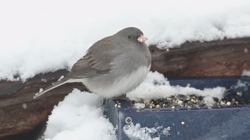 Dark-eyed Junco (junco hyemalis) on a feeder in snow