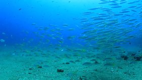 School of juvenile Barracuda fish on shipwreck