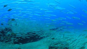 School of juvenile Barracuda fish on shipwreck