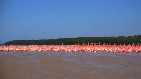 very huge crowd or swarm of free flamingo birds in the mangroves of eastern Mexico