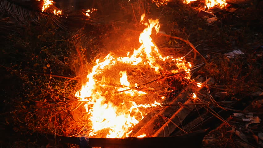 Fire in the Jungle Forest Stock Footage Video (100% Royalty-free) 24736292  | Shutterstock