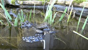 Mating Frogs laying Frogspawn in a pond.