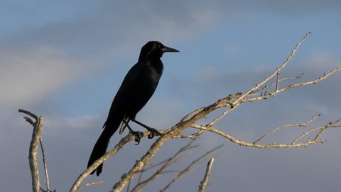 Boat-tailed Grackle male calling