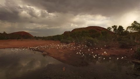 Cockatoos fly around an outback waterhole near Marble Bar in the Pilbara region of Western Australia, Australia.