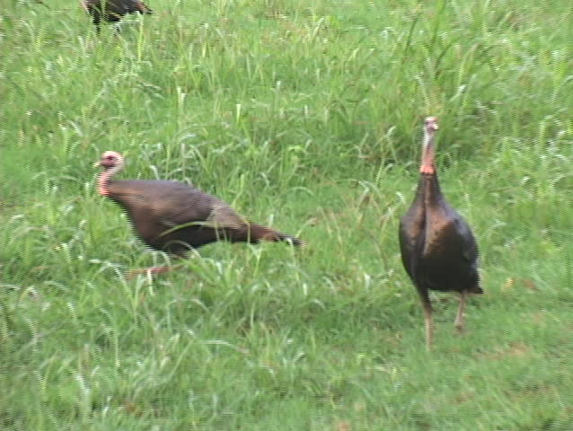 Wild Turkeys in Alabama on a hunt