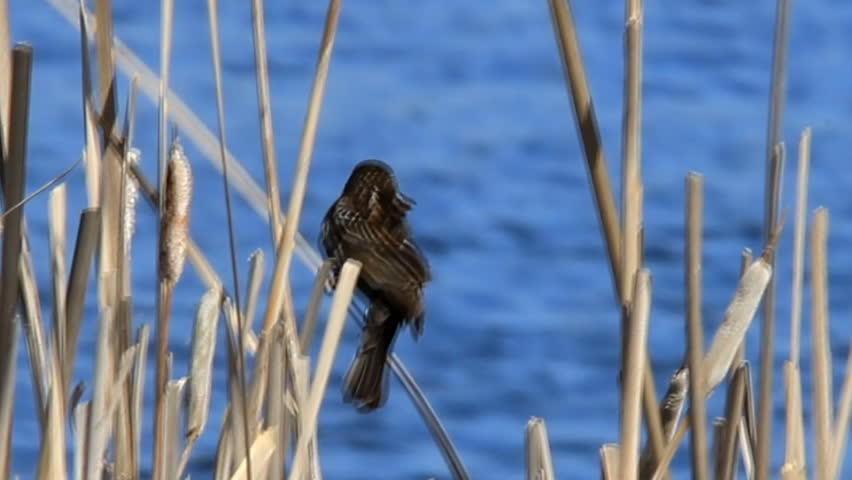 female redwinged blackbird