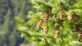 Pine branches with cones, waving at low wind on a clear day. 14-bit Raw video converted to 10-bit ProRes 422.