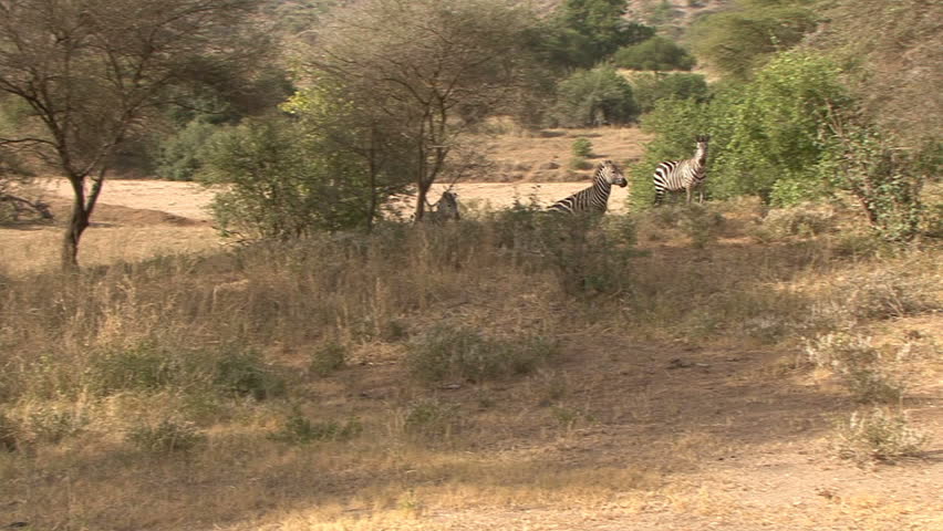 A herd of Zebra and wildebeest move through the brush in Tanzania, Africa.