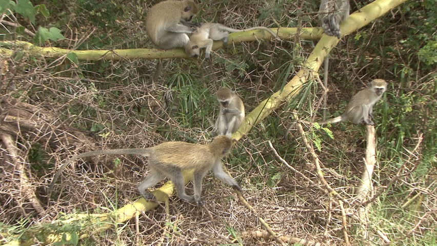 Vervet Monkeys play in the trees at Lake Manyara in Tanzania, Africa.