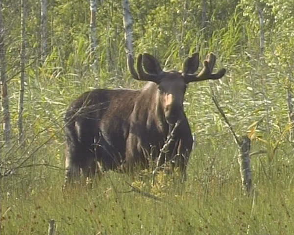 moose impressive horns high forest meadow Stock Footage Video (100% ...