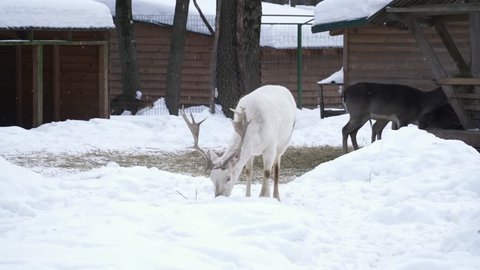 White deer with big horns eating from snow