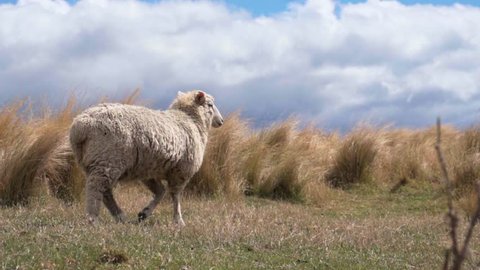 Sheep walking across farmland in New Zealand South Island