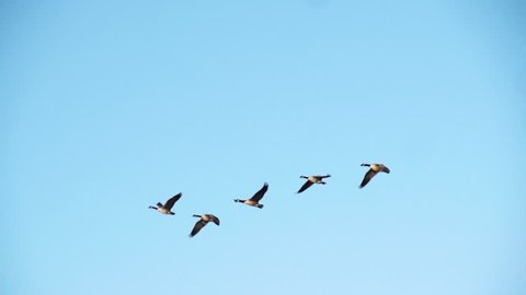 Geese flying in slow motion