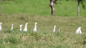 White cattle egrets in large group
