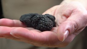 Hand holds and offers tubers of black truffles