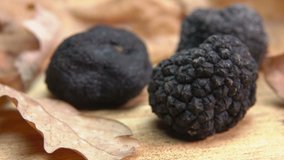 tuber of black truffle rolls on wooden board among the oak leaves