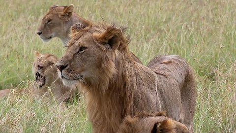A WILD Pride of Male and Female Lions & Lionesses Keep a Lookout for Prey and the Rest of their Group After a Hunt in the Masai Mara, Kenya, Africa. They are sleeping & digesting in the sunny savanna.