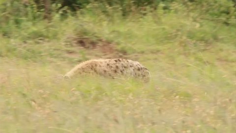 A WILD Spotted Hyena (Crocuta crocuta), also known as the Laughing Hyena or Tiger Wolf, walks the savanna and watches closely in Masai Mara, Kenya, Africa. It eventually rouses a second hyena awake.