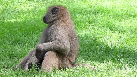 A Wild Olive Baboon (Papio anubis) Sits in the Grass and Scratches its Many Itchy Itches at Lake Nakuru in Kenya, Africa. Very interesting human-like behavior is seen throughout this video.