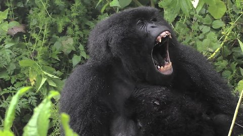 The Critically Endangered Mountain Gorilla Seen Here Yawning and with Newborn Baby in Virunga Mountains, Rwanda. This is the Susa Group, which was studied by Dian Fossey.