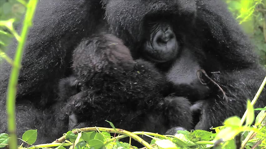 The Critically Endangered Mountain Gorilla Seen Here Caring for her Newborn Baby in Virunga Mountains, Rwanda. This is the Susa Group, which was studied by Dian Fossey. Royalty-Free Stock Footage #2478149