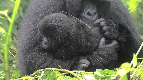 The Critically Endangered Mountain Gorilla Seen Here Caring for her Newborn Baby in Virunga Mountains, Rwanda. This is the Susa Group, which was studied by Dian Fossey.