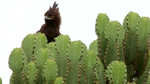 Long-crested Eagle (Lophaetus occipitalis) perches in cactus in Queen Elizabeth National Park in Uganda, Africa