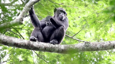 A WILD Endangered Chimpanzee (Pan troglodytes), also known as the Robust Chimpanzee, High Up in the Tree Canopy of the Kigale Forest, Uganda, Africa. Chimp Sits Awhile and then Walks Off.