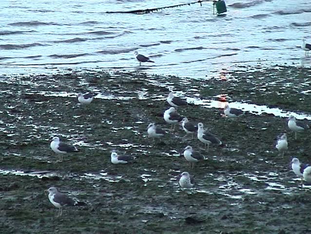 Seagulls in beach