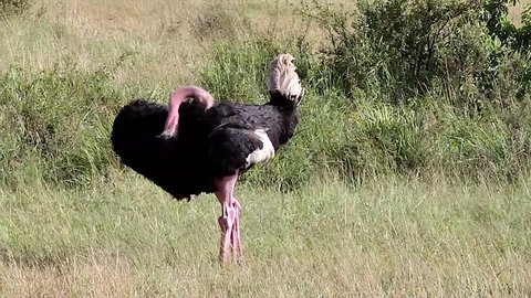 A WILD male Ostrich at the Masai Mara, Kenya, Africa. Ostrich walks around, ruffles feathers, and cleans/preens himself.