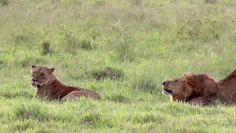 A Complete Mating Sequence Between Two Wild Lions in Lake Nakuru, Kenya, Africa. From the first stretch and yawn by the male to the female's flop of ecstasy--its all here! X-rated!