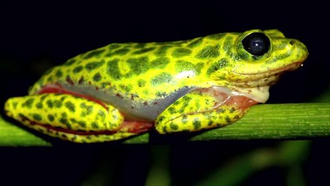 A VIBRANT Common or Painted Reed Frog (Hyperolius viridiflavus variabilis) in Uganda, Africa. Isolated on black with plenty of space for text. Pink, red, yellow, green colours. Notice heart beating.