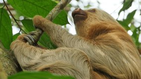 sloth yawning sleeping on a branch costa rica