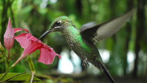 hummingbird feeding from flower slow motion